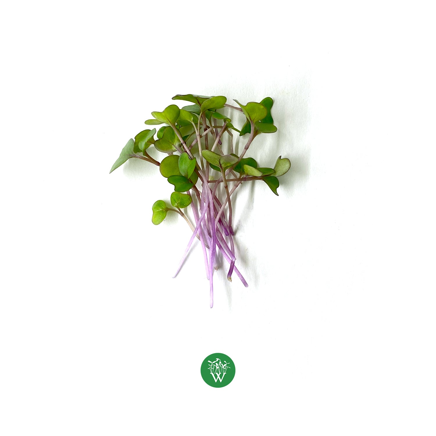 Kohlrabi Microgreens Wispy Greens